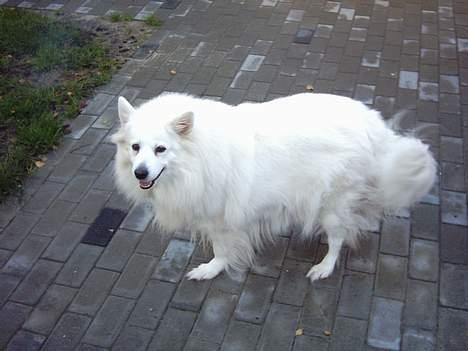 Samojedhund Lady 1997 + død 2007 billede 2