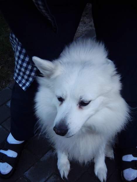 Samojedhund Lady 1997 + død 2007 billede 3