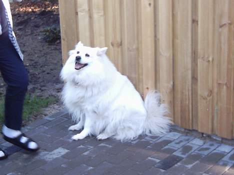 Samojedhund Lady 1997 + død 2007 billede 4