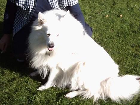 Samojedhund Lady 1997 + død 2007 billede 5