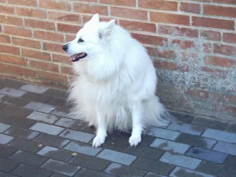 Samojedhund Lady 1997 + død 2007 billede 6
