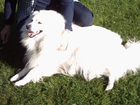 Samojedhund Lady 1997 + død 2007 billede 7