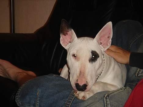 Bullterrier Kenja billede 13