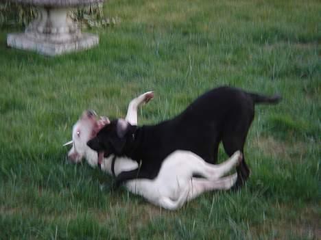 Bullterrier Kenja billede 14