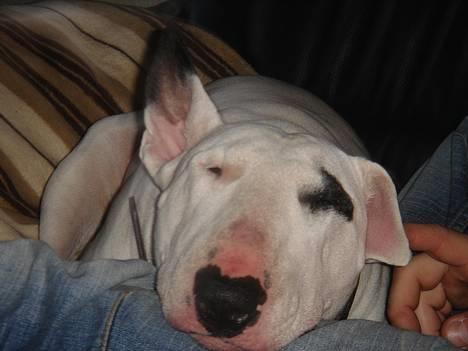 Bullterrier Kenja billede 15