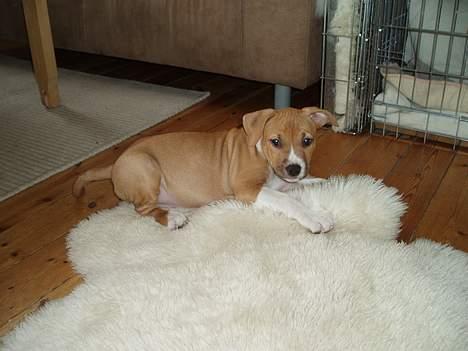 Amerikansk staffordshire terrier KWV's Shining Glory - Baby-Panda billede 2