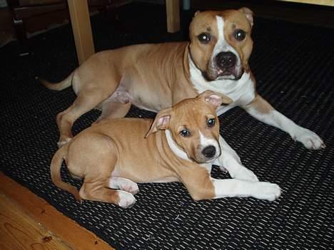 Amerikansk staffordshire terrier KWV's Shining Glory - Panda 10 uger med Midas billede 3