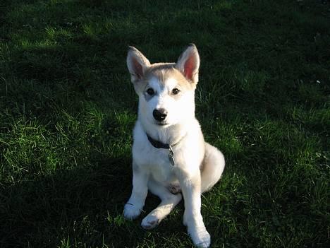 Alaskan malamute Chewie **Død feb 07** - Chewie 12 uger billede 10