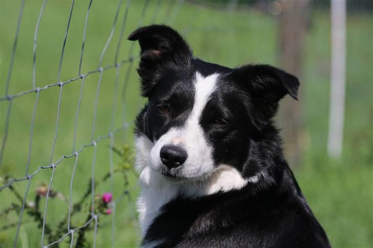 Border collie Bailey Himmelhund billede 7