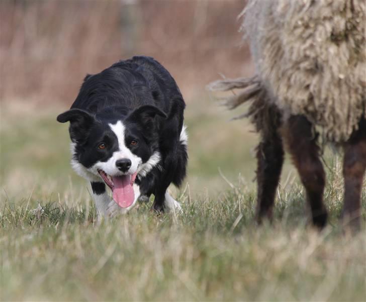 Border collie Bailey Himmelhund - Driver billede 8