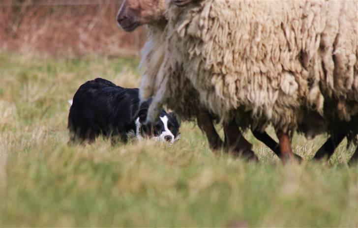 Border collie Bailey Himmelhund billede 9