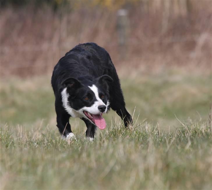 Border collie Bailey Himmelhund billede 10