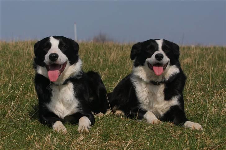 Border collie Bailey Himmelhund - Mor og søn billede 11