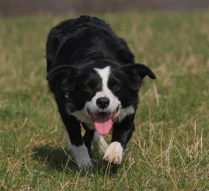 Border collie Bailey Himmelhund billede 12