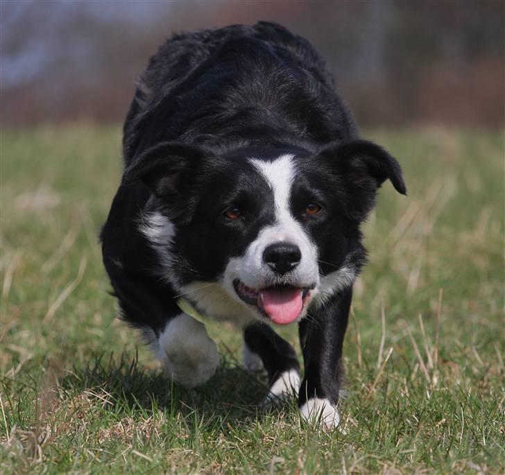 Border collie Bailey Himmelhund billede 13