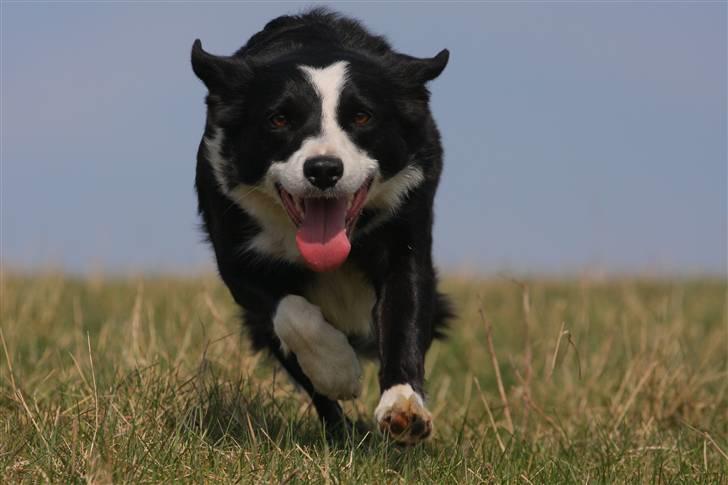 Border collie Bailey Himmelhund - Ud billede 14