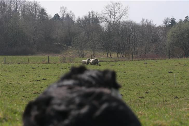 Border collie Bailey Himmelhund billede 15