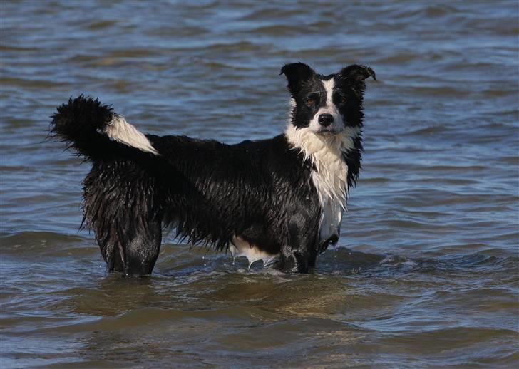 Border collie Bailey Himmelhund billede 16