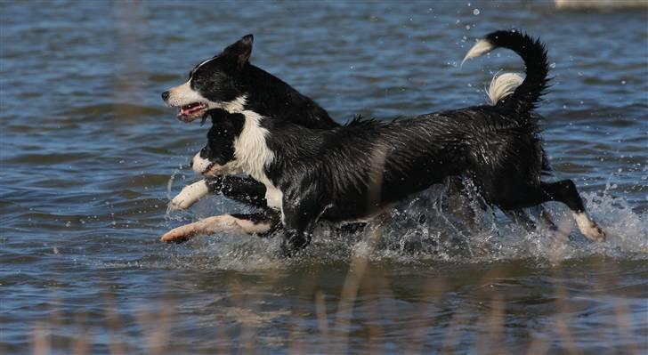 Border collie Bailey Himmelhund billede 17