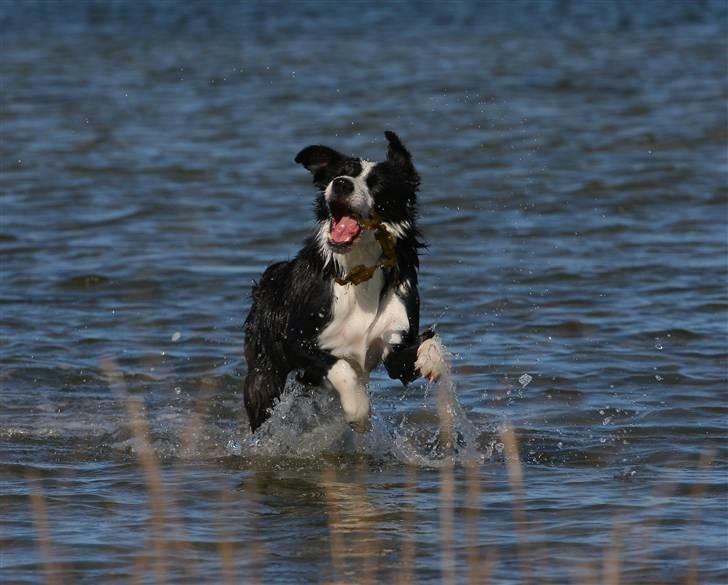 Border collie Bailey Himmelhund billede 18