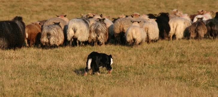 Border collie Bailey Himmelhund billede 19
