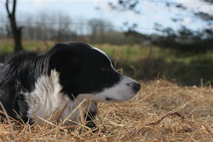 Border collie Bailey Himmelhund billede 20