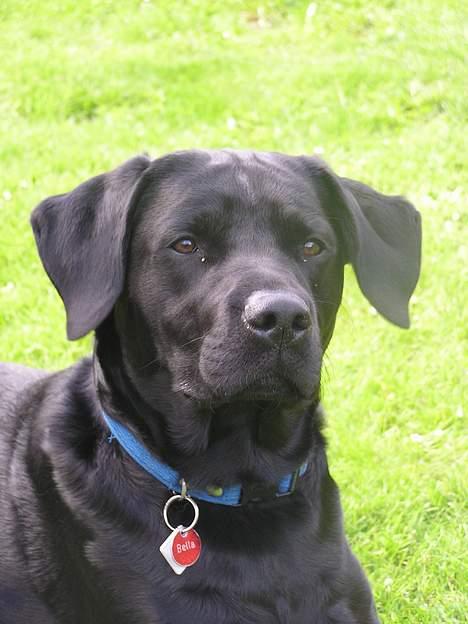 Labrador retriever Bella - ... billede 2