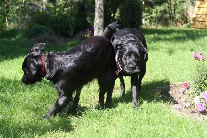 Labrador retriever Bella - Bella og Freja i haven .. billede 3
