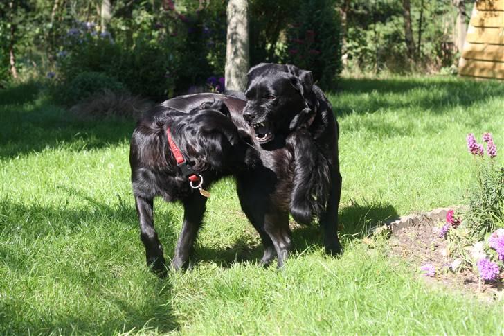 Labrador retriever Bella - ...Bella og Freja i haven .. billede 4