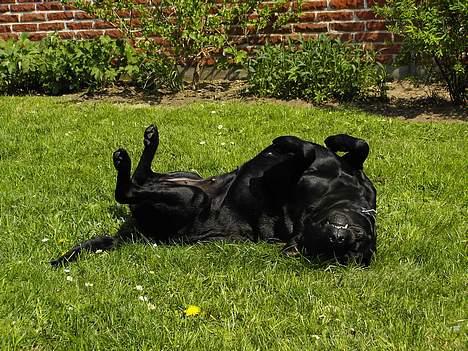 Labrador retriever Bella - Bella elsker at ligge og tumle rundt i haven .. billede 7