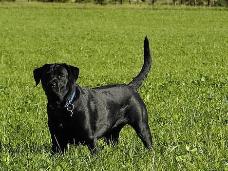 Labrador retriever Bella - En tur på marken .. billede 8