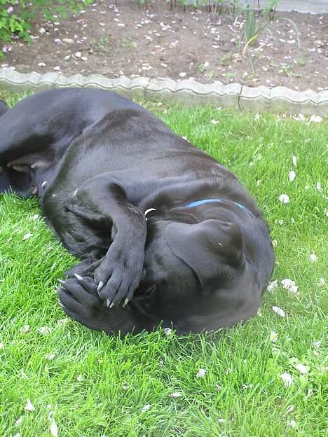 Labrador retriever Bella - Nej !! Ikke fere billeder nu :D billede 9