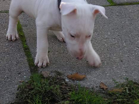 Bullterrier Gucci - ïhj jeg kigger på et brunt blad  billede 5