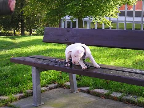 Bullterrier Gucci - ej der er langt ned ! ;D billede 6