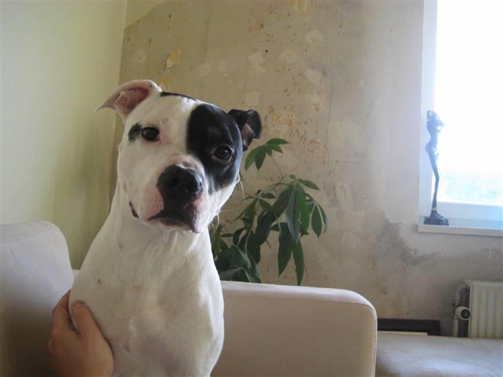 Amerikansk staffordshire terrier Carlos billede 1