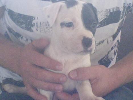 Amerikansk staffordshire terrier Carlos billede 2