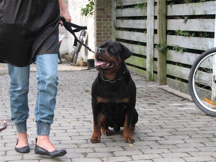 Rottweiler Vom Hause Wennora- Aslan  - 21 md  billede 6