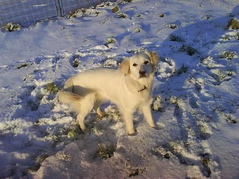 Golden retriever Zenta - Det er sjovt at der er nogen der gider tage billeder af mig, det er sjovt det hvide stas der ligger på jorden billede 2