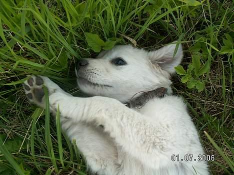 Golden retriever Zenta - skal lige slappe af, i kan bare gå jeg kommer lige om lidt... billede 3