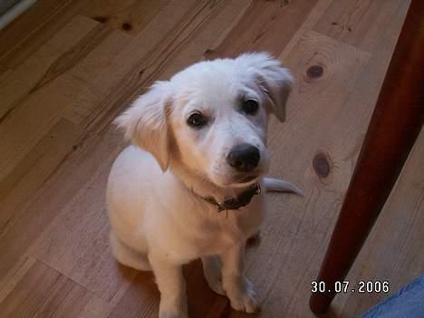 Golden retriever Zenta - det er vel ikke mig i glor på, er det???? billede 4