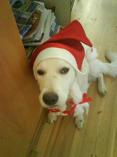 Golden retriever Zenta - vores lille hund i julen, ikke fordi hun kunne lide huen billede 5