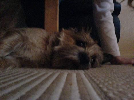 Cairn terrier kiki - Jeg er godt nok træt..... billede 13