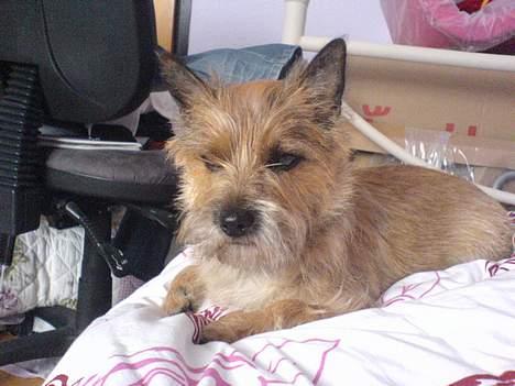 Cairn terrier kiki - Jeg ligger lige i mors seng.... billede 14