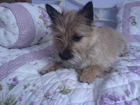 Cairn terrier kiki - Er ved at falde i søvn i mors seng.... billede 15