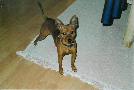 Dvaergpinscher Sylvester - Hej mormor:D billede 17