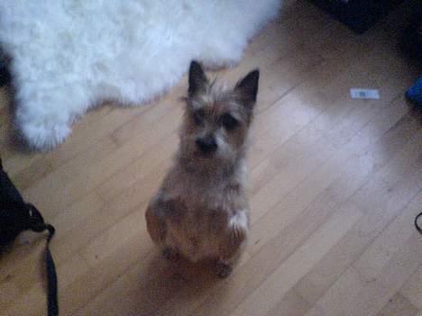 Cairn terrier kiki - Sidder som en kanin så jeg kan få den godbid.... billede 17