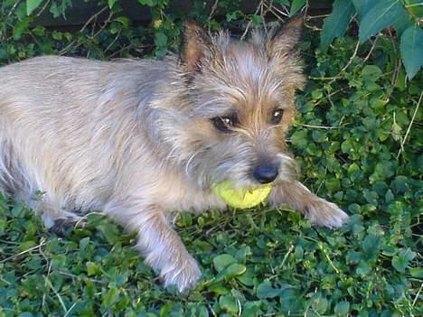 Cairn terrier kiki - Leger med min bold ude i haven..... billede 18