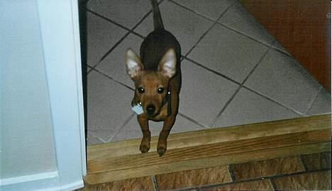 Dvaergpinscher Sylvester - Ihh... opdaget igen... Laver altså ikke ulykker, lover det altså mor! billede 18