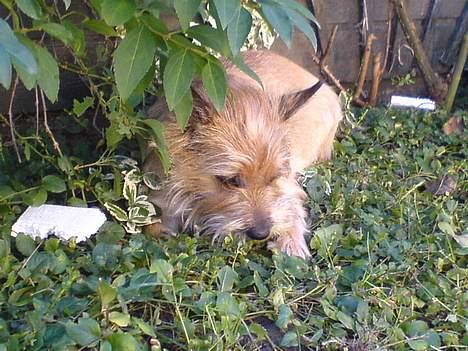 Cairn terrier kiki - Ligger under busken med min bold...... billede 19