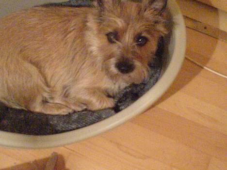 Cairn terrier kiki - Ligger i min kurv.... billede 20